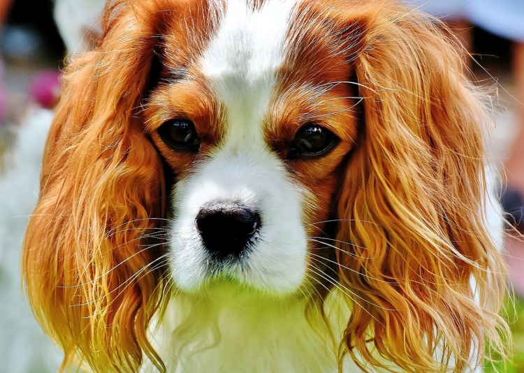 Кавалер Кинг Чарльз спаниель осень