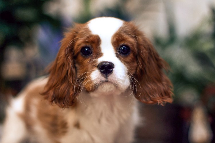 Собака кавалер Кинг Чарльз спаниель