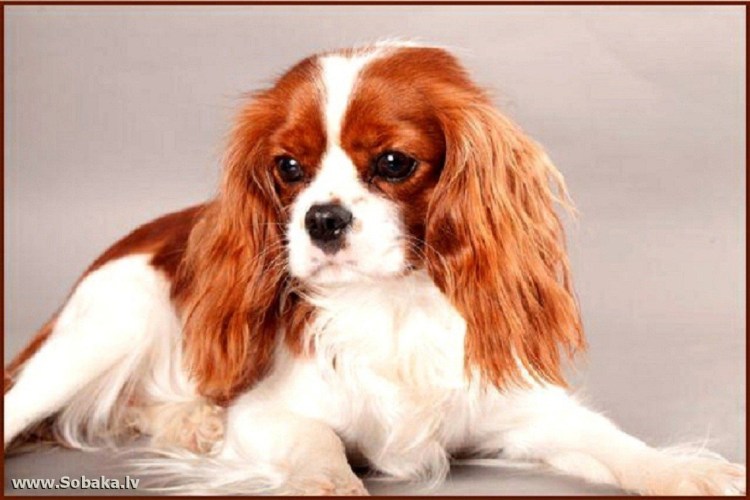 Собака Кинг Чарльз спаниель