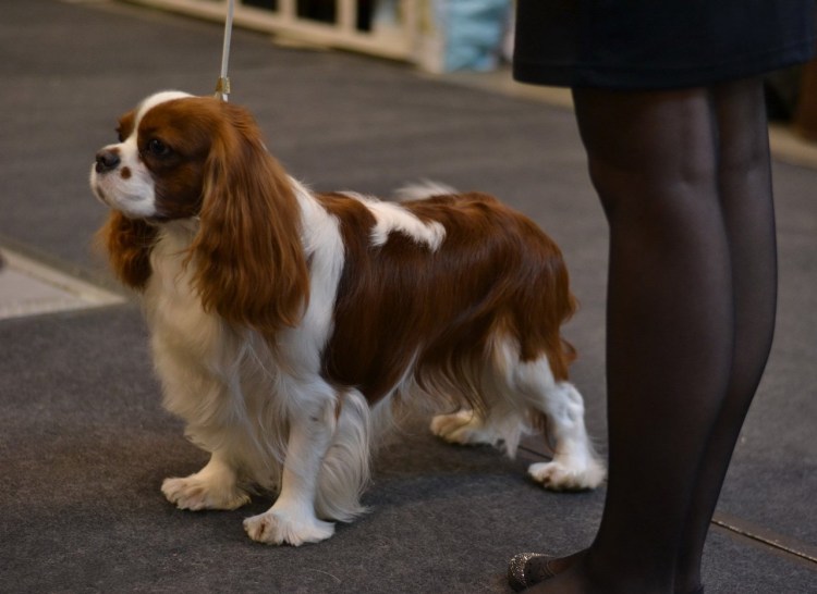 Кавалер Чарльз спаниель
