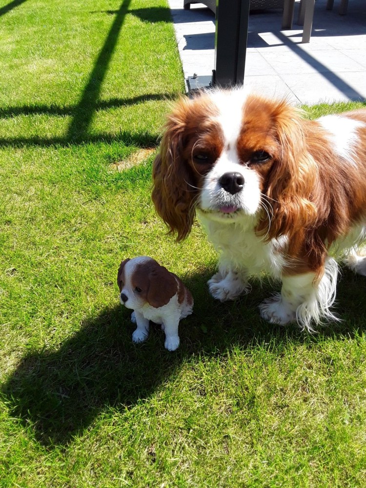 Кавалер Кинг Чарльз спаниель