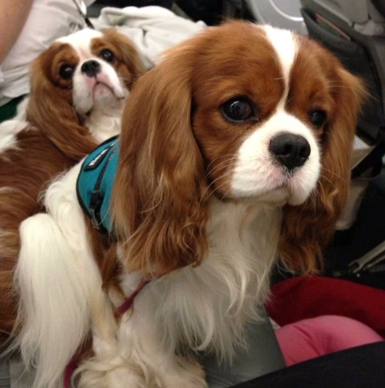 Компаньон Кинг Чарльз спаниель