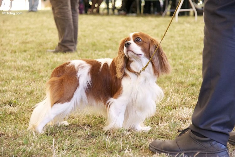 Кавалер Кинг Чарльз спаниель