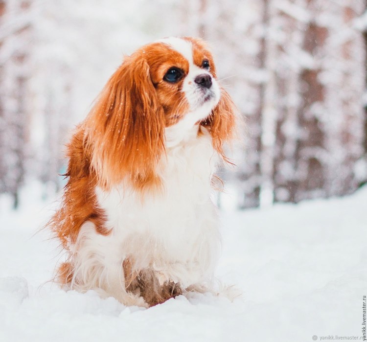 Чарльз Ричардс спаниель