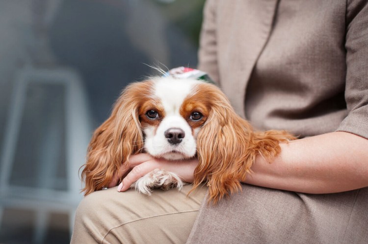 Кавалеркин чарс спаниель