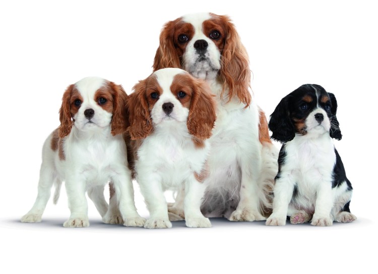 Кавалер Кинг Чарльз спаниель