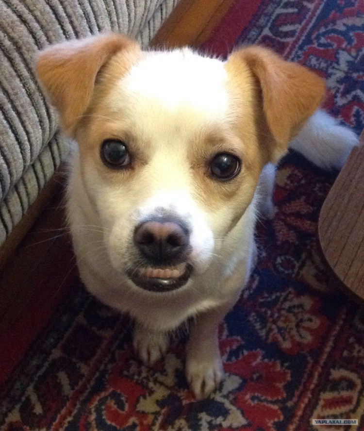 Маленькая собачка с неправильным прикусом