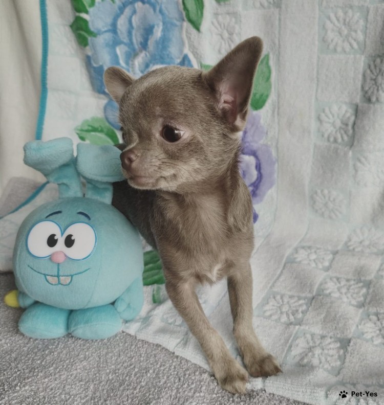 Собака чихуахуа