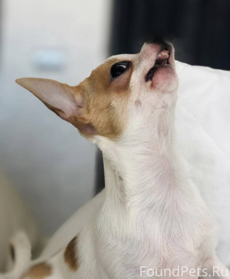 Старая чихуахуа