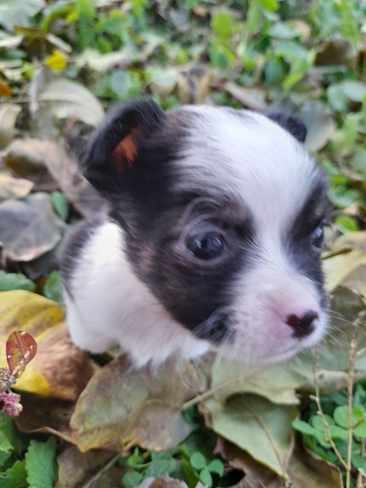 Злая собака чихуахуа