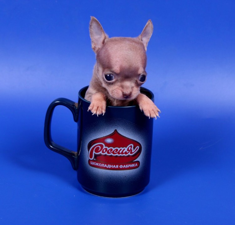 Фото брюнеток с чихуахуа