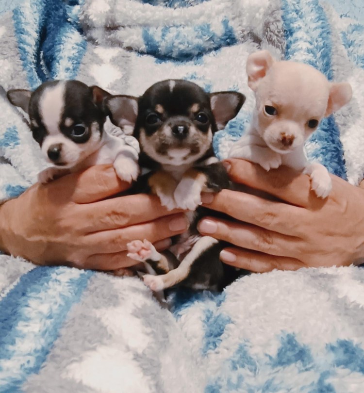 Чихуахуа Пермь фото