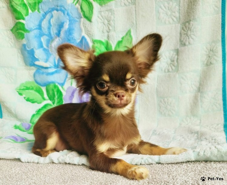Чихуахуа подрощенные щенки