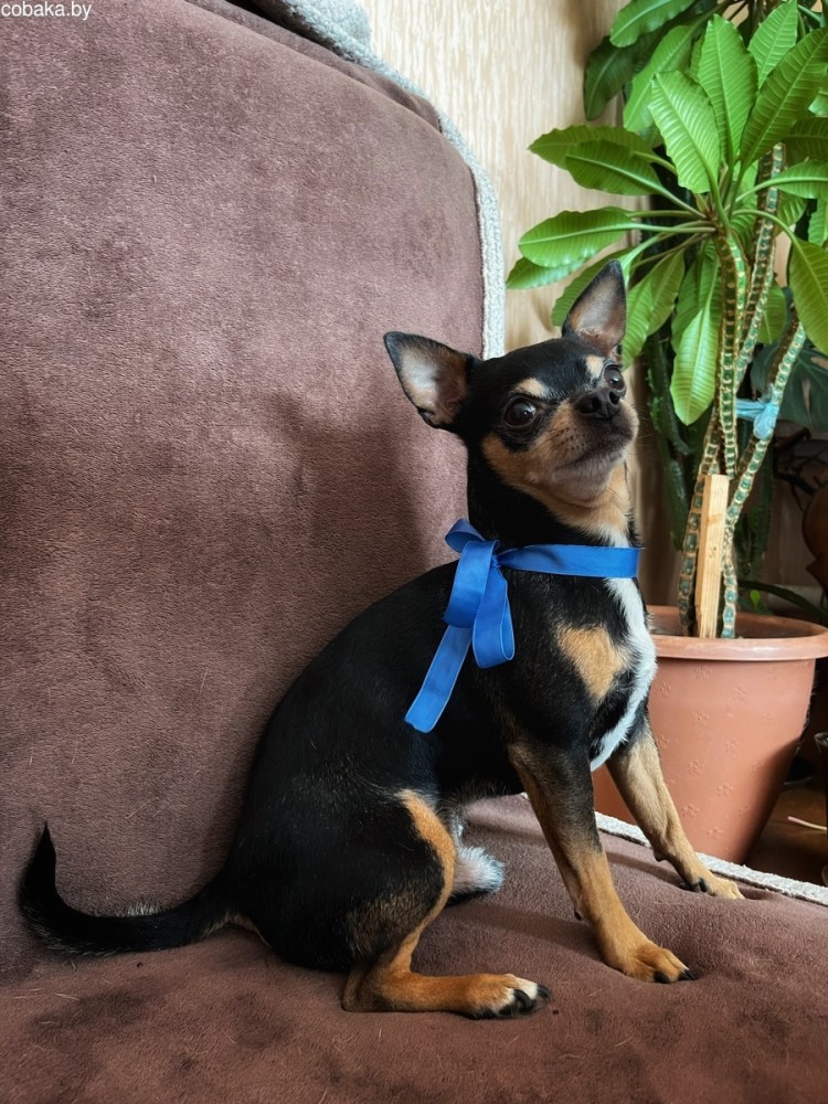 Недокус у щенка чихуахуа