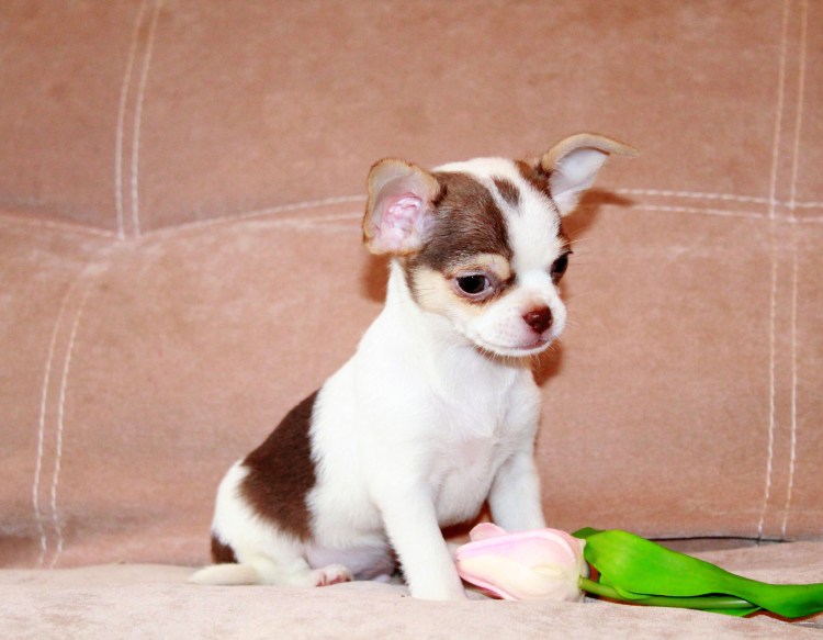 Пистолеты с чихуахуа чтобы прятаться