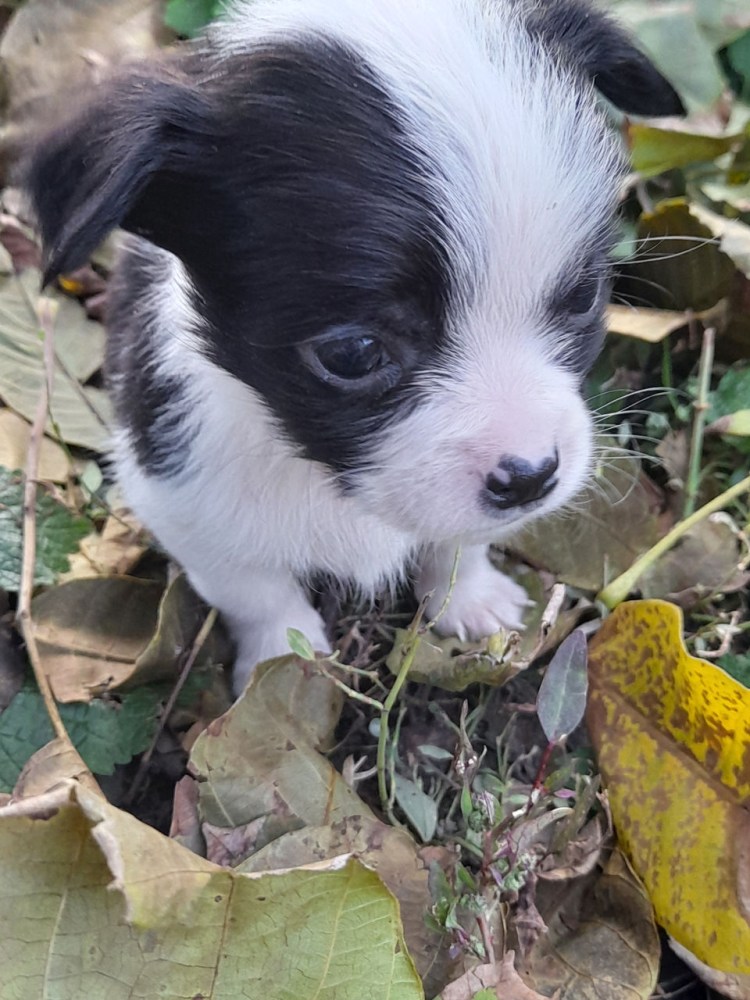 Чихуахуа Беверли Хиллз