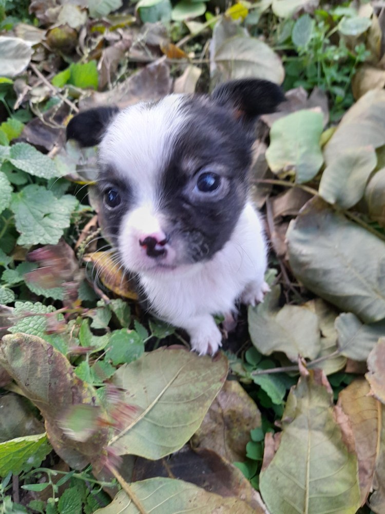 Чихуахуа с хвостом бубликом