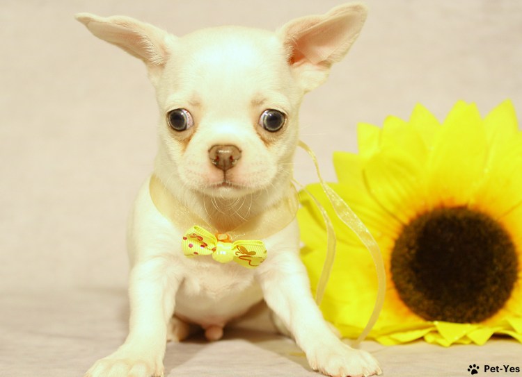 Чихуа с неправильным прикусом