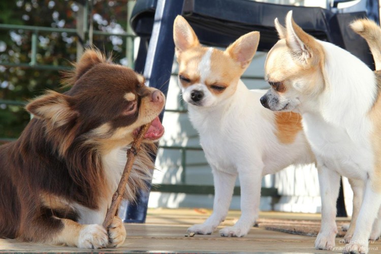 Чихуахуа шоколадный с белым гладкошерстный