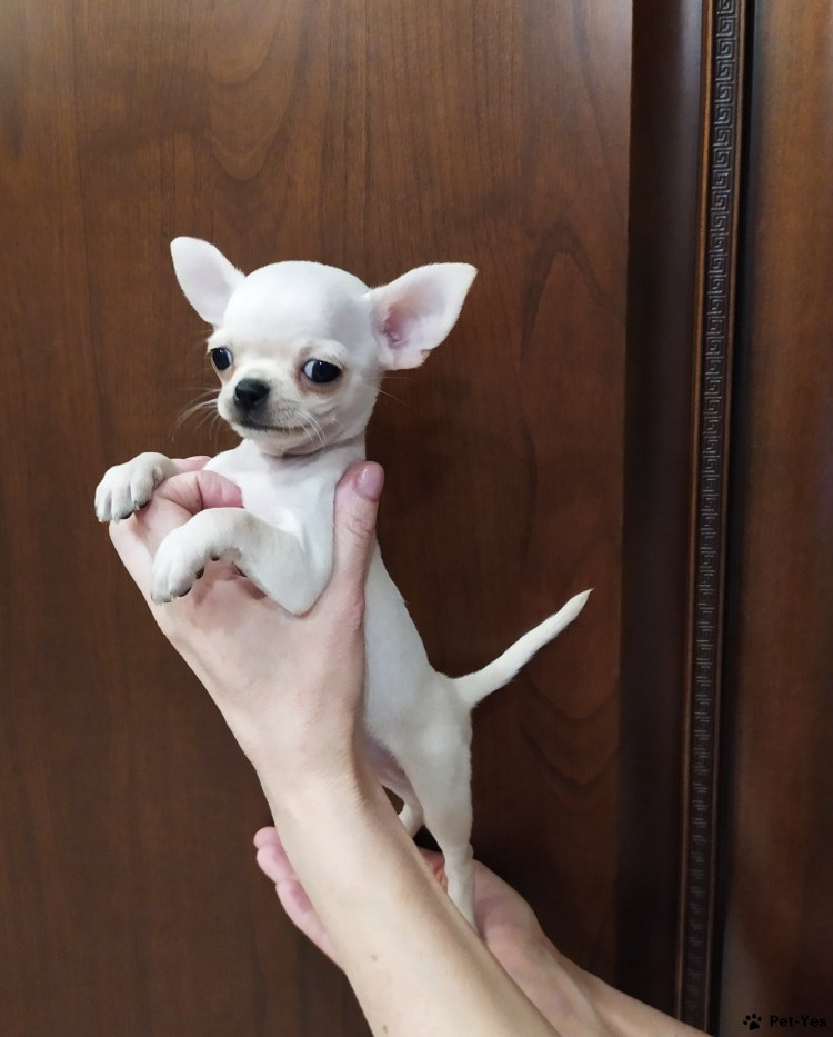 Бульдожий прикус у чихуахуа