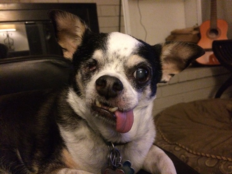 Чихуахуа ест мороженое