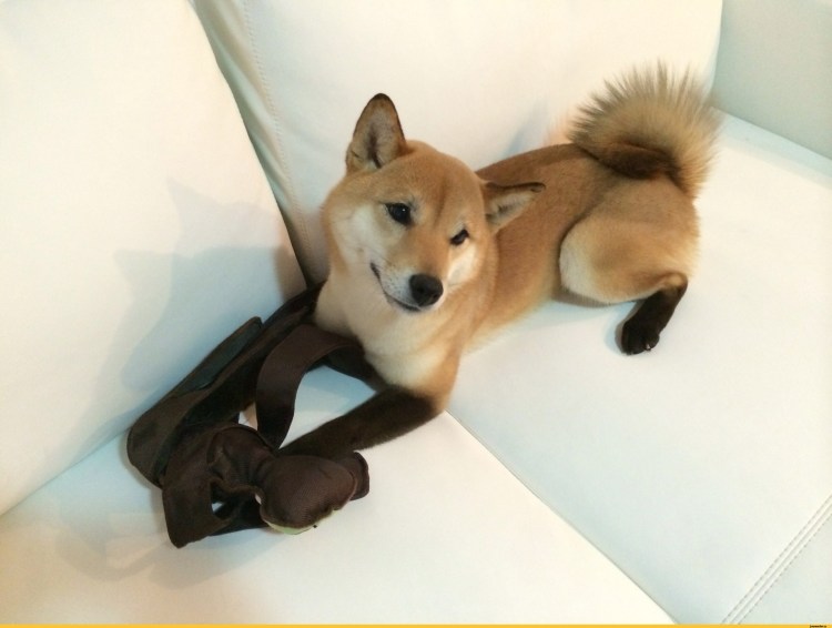 Шиба ину обои