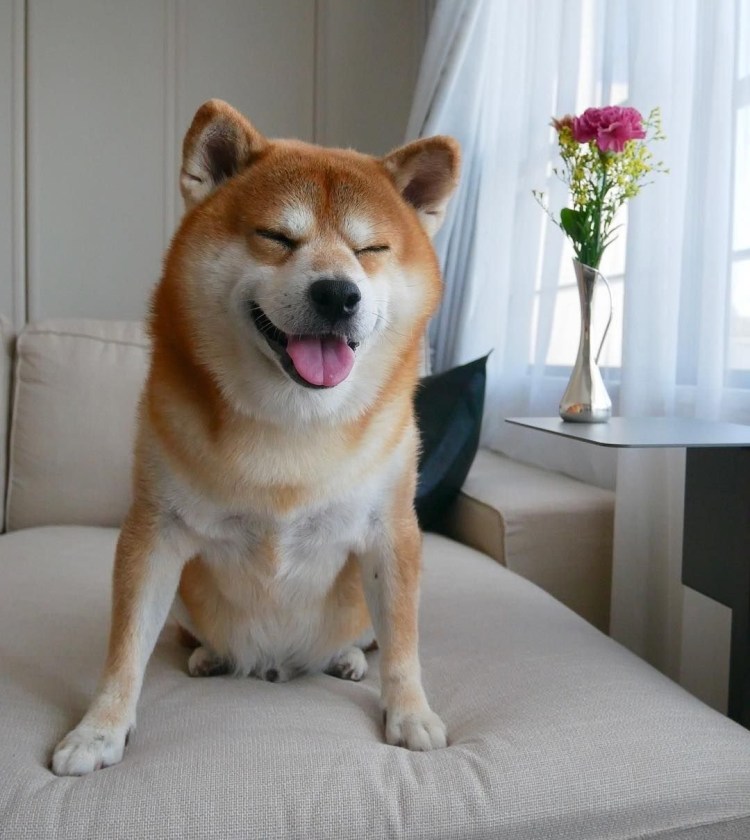 Порода сиба и Акита