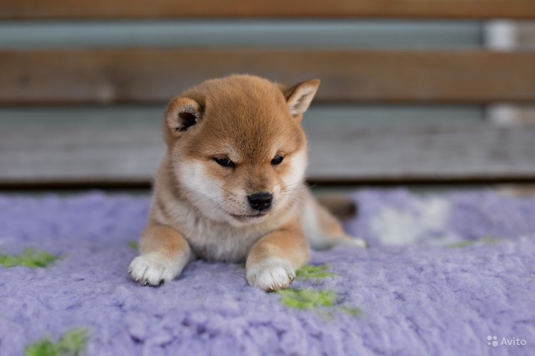 Собака-улыбака порода сиба-ину