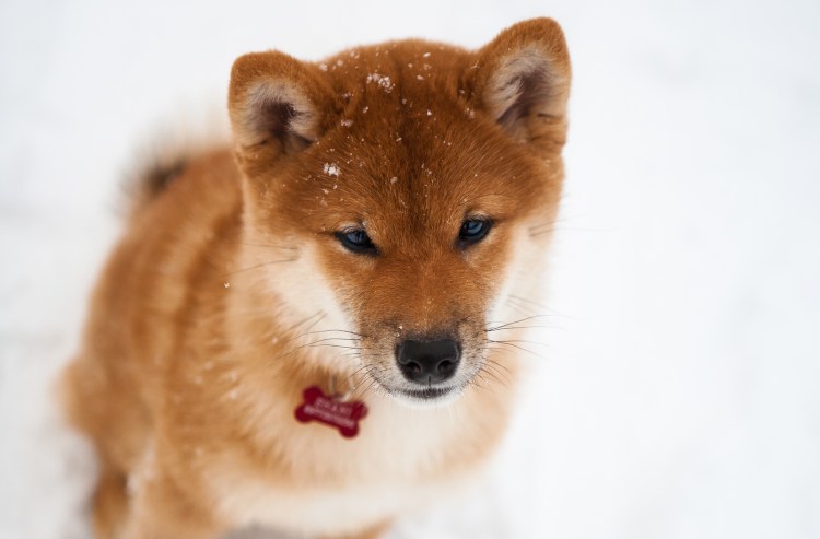 Милые щенки Акита ину