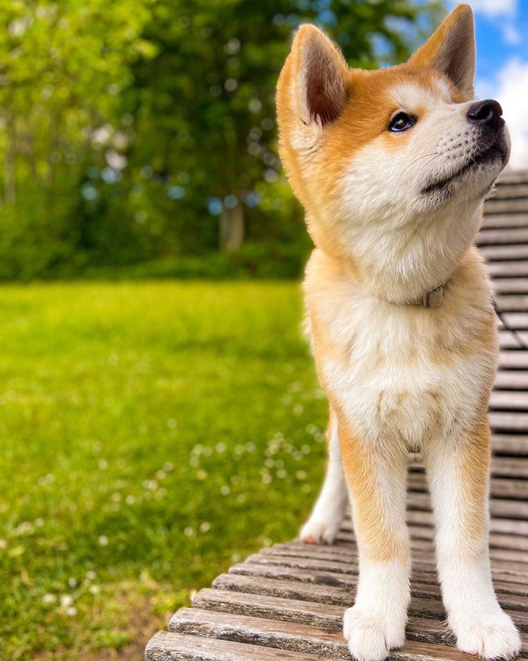 Порода Акита ину
