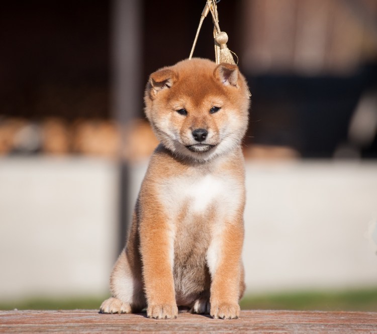 Японская порода собак сиба-ину