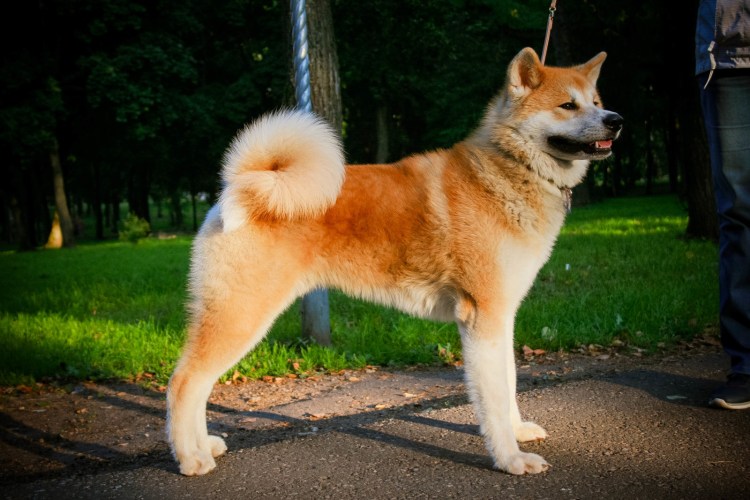 Порода сиба ину