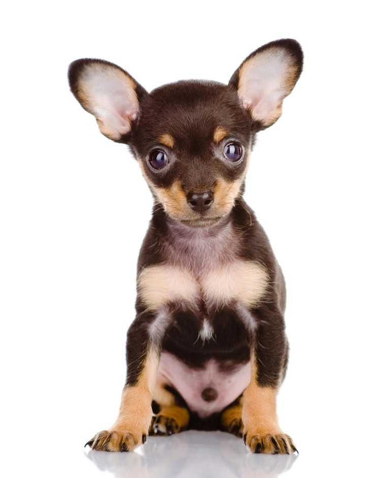 Русский той терьер гладкошерстный