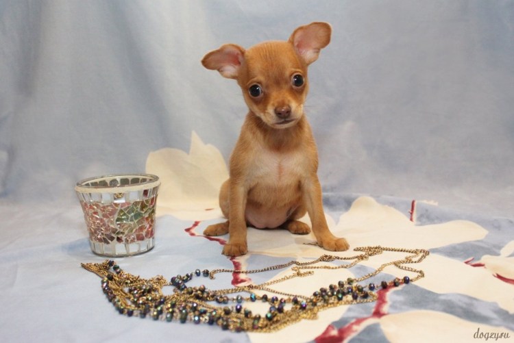 Чихуахуа с вытянутой мордочкой