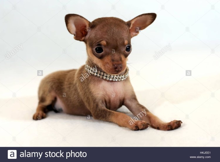 Чихуахуа Чивава