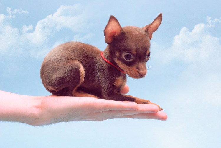 Собака русский той терьер