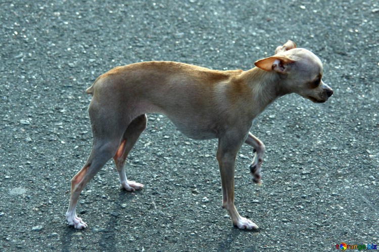 Той терьер гладкошерстный