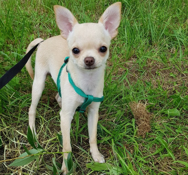 Русский той терьер гладкошерстный