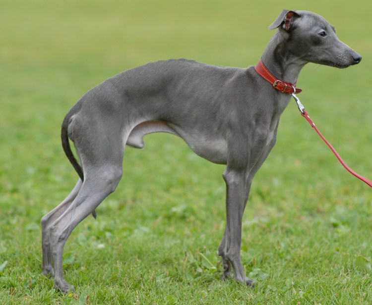 Русский той-терьер