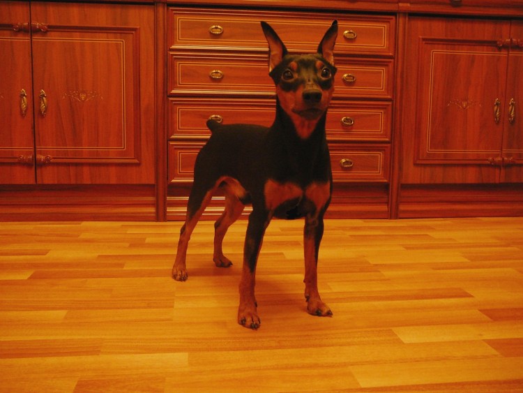 Левретка порода собак