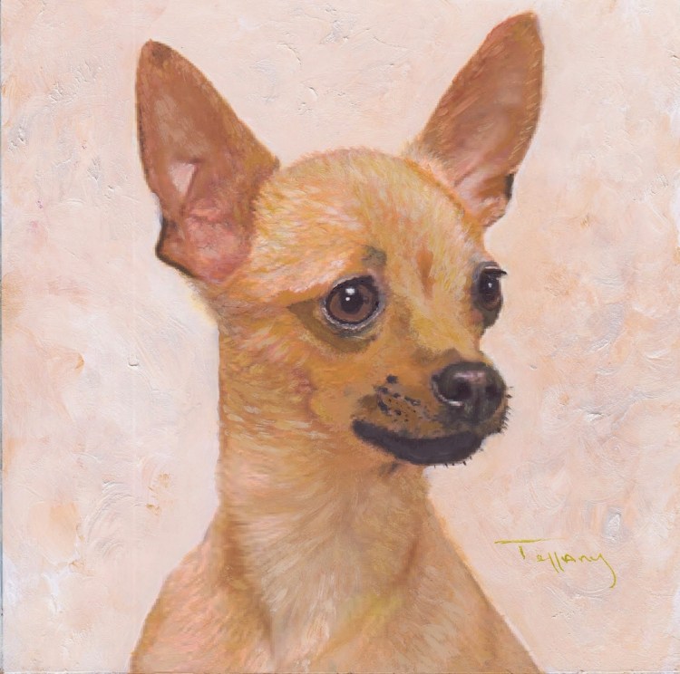 Микро мини чихуахуа