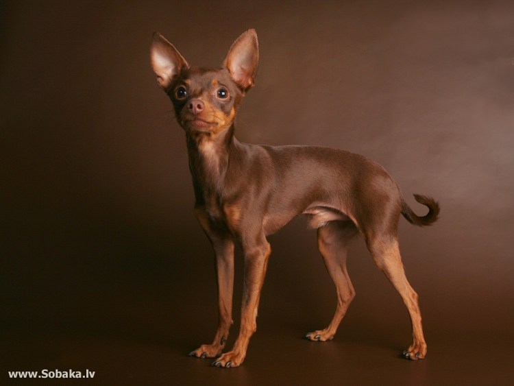 Левретка изабеллового окраса