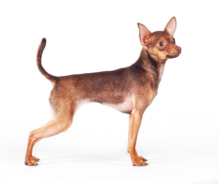 Той терьер стандарт рыжий