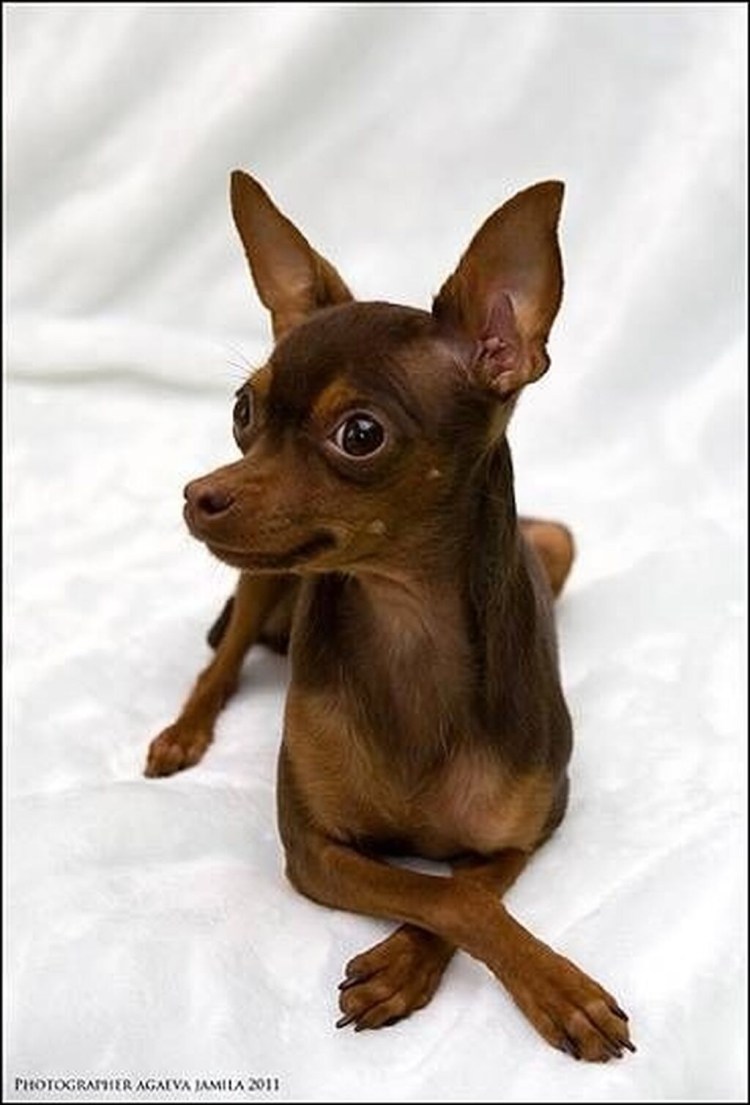 Русский терьер той терьер