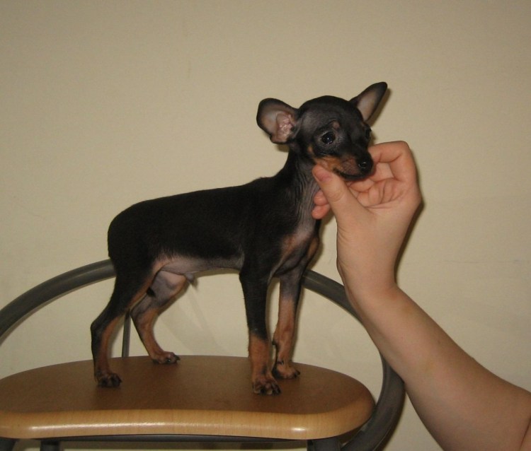 Маленькие собаки на тонких ножках