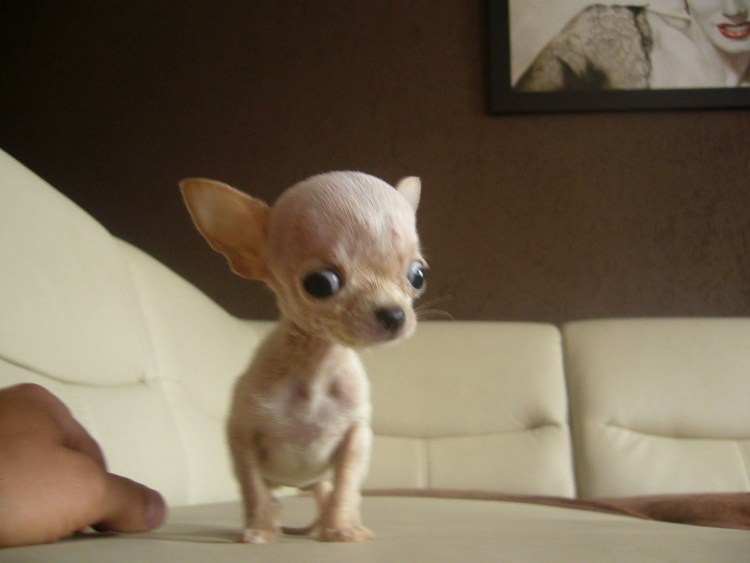 Пинчер терьер