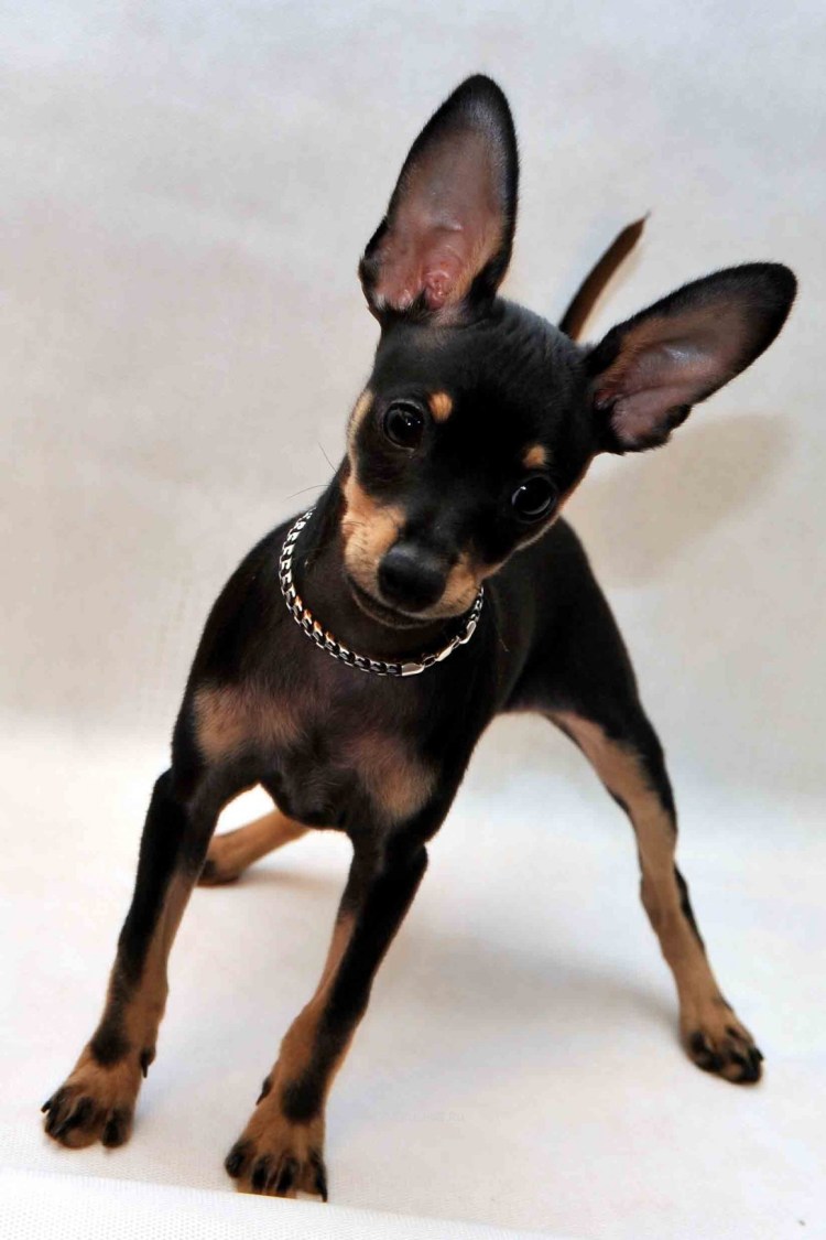 Маленькая собачка на тоненьких ножках