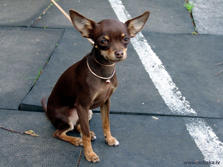 Толстый той терьер