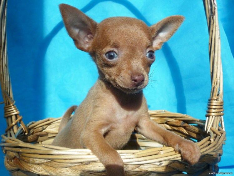 Собачка на тонких ножках