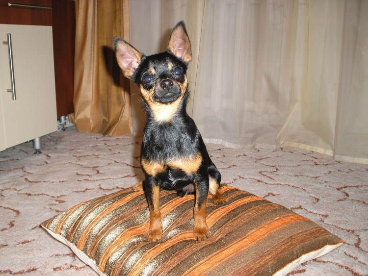 Китайская хохлатая гипоаллергенная